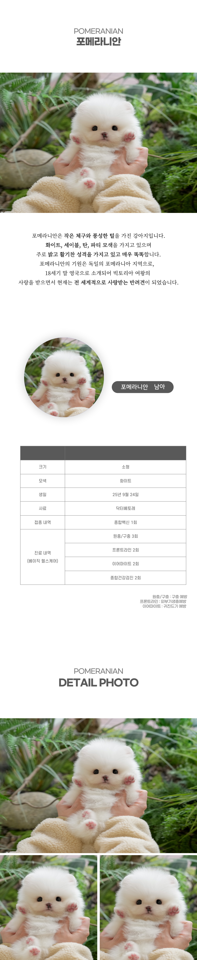 포메라니안_상세이미지_2